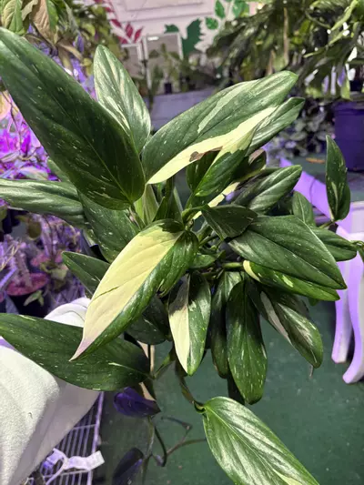 plant/Monstera stendleyana Albo 6”-0-thumbnail