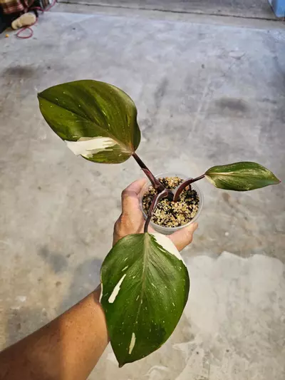 plant/White knight-0-thumbnail