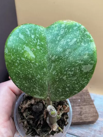 plant/Kerrii 'Mutelu Hearts' mutation-0-thumbnail