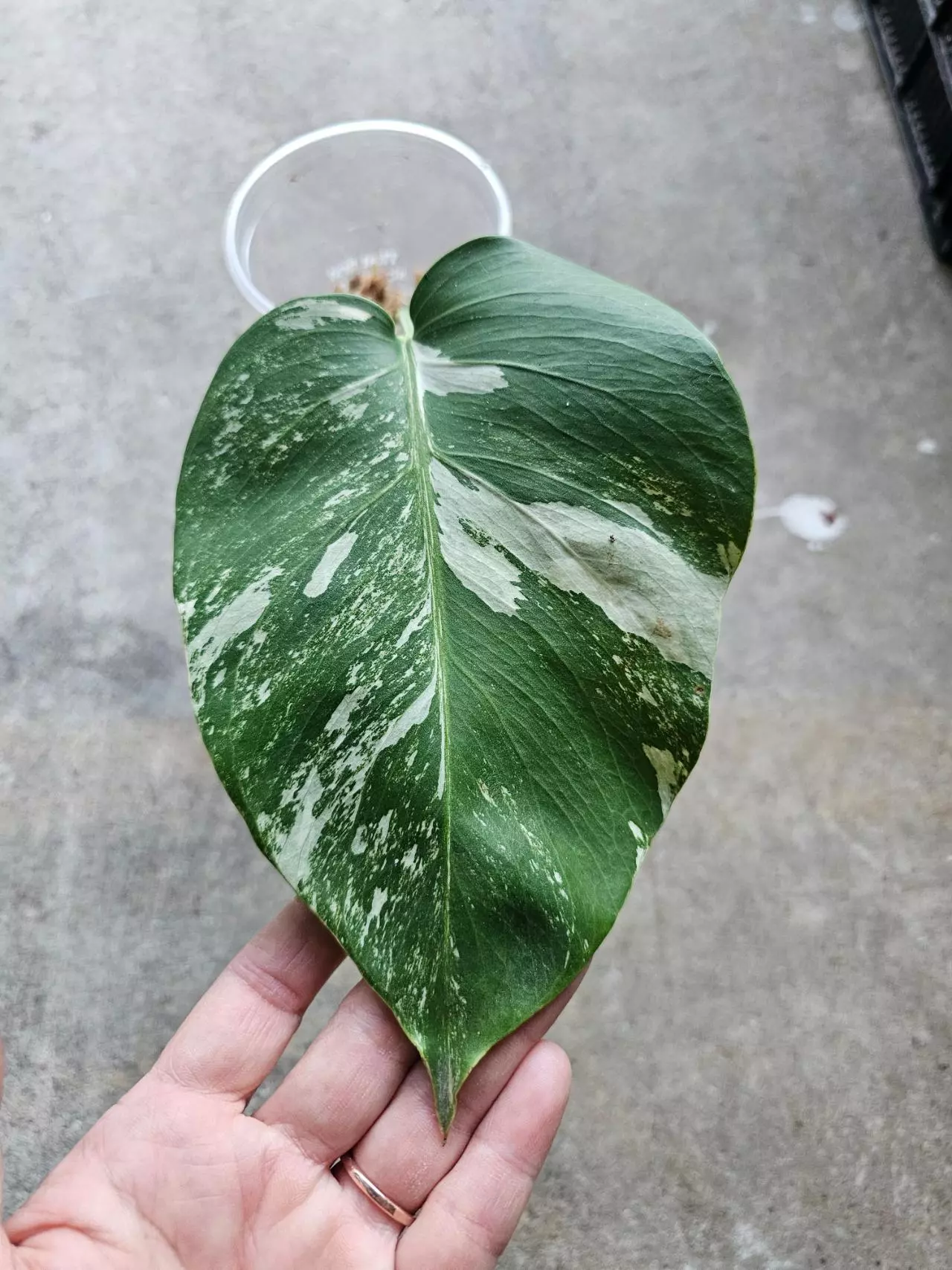 plant/Monstera albo 1 node cutting-0