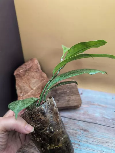 plant/Griffithii 'silver' clone 1-3-thumbnail