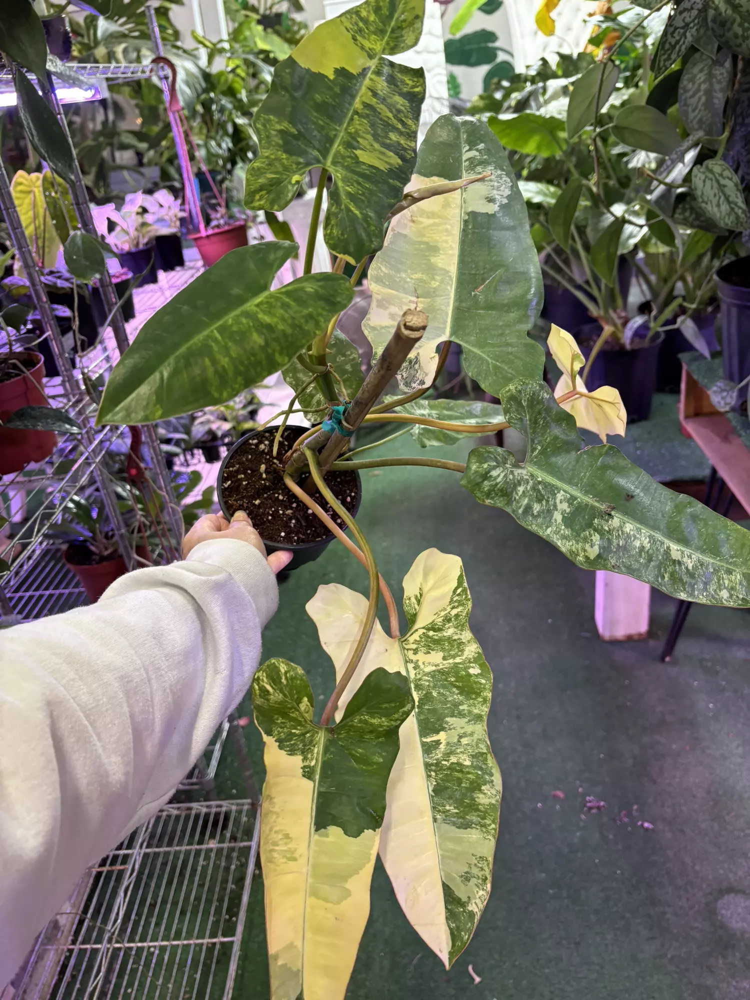 plant/Philodendron cv Jennifer 4”-0