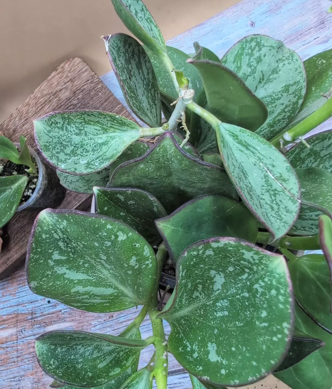 plant/Subquintuplinervis Splash-2