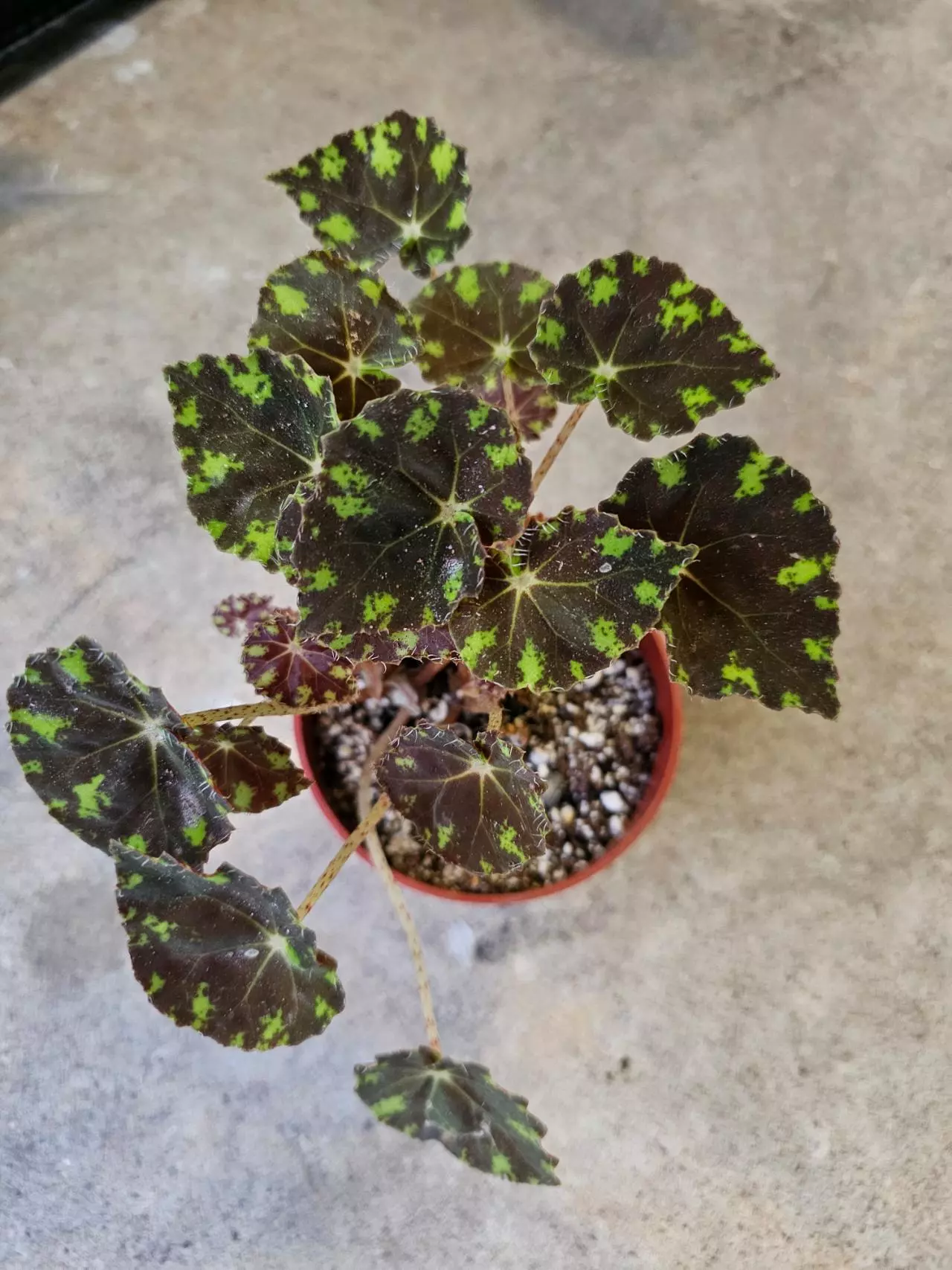 plant/Tiger Paw Begonia-0