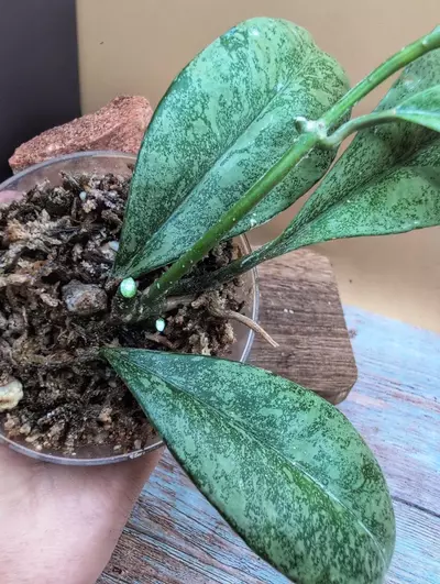 plant/Griffithii 'silver' clone 1-2-thumbnail