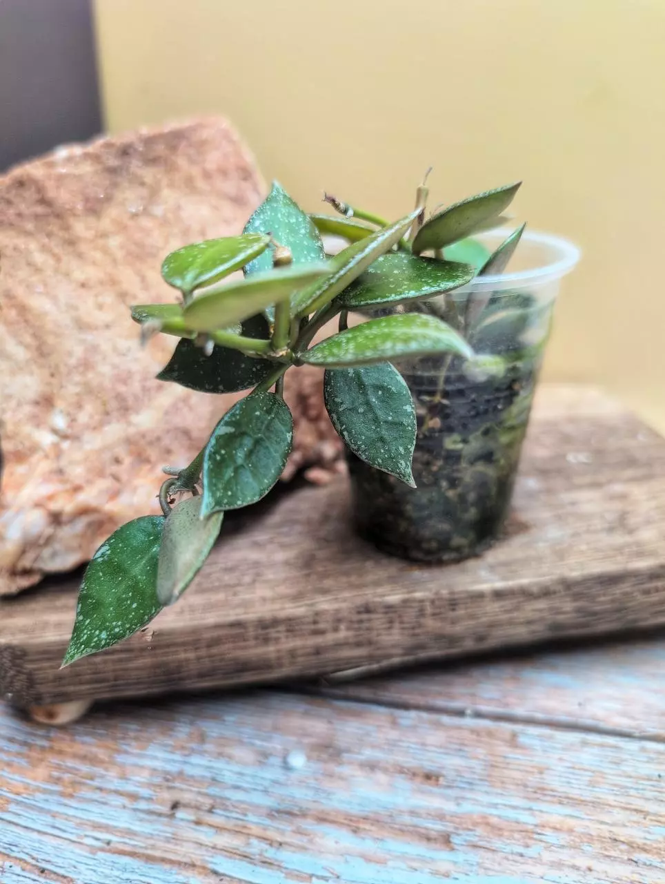 plant/Lacunosa (lost ID)-1