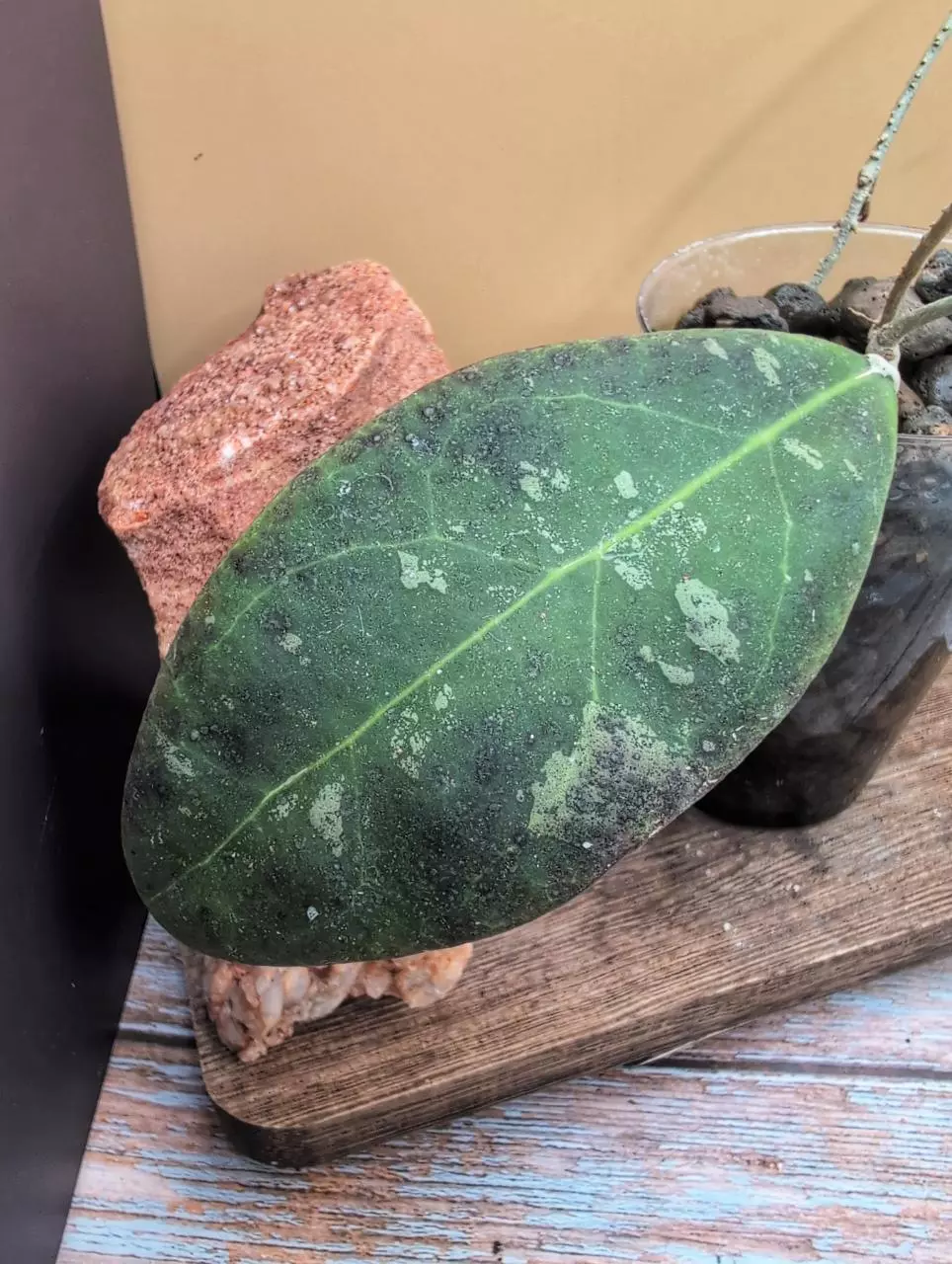 plant/Rintzii Borneo Splash-0