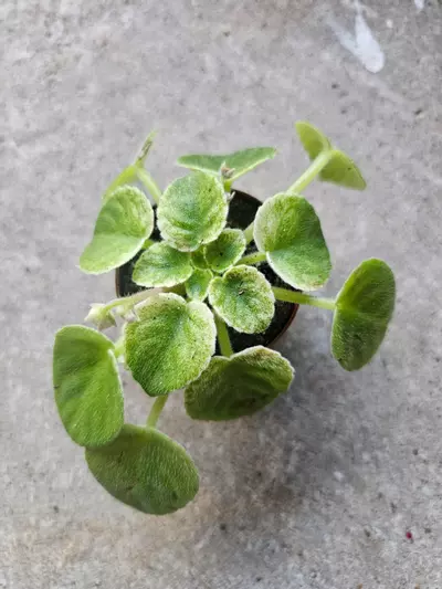 plant/Variegated African Violet noid-1-thumbnail