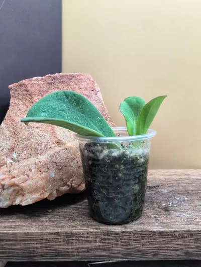 plant/Subquintuplinervis Splash-1-thumbnail