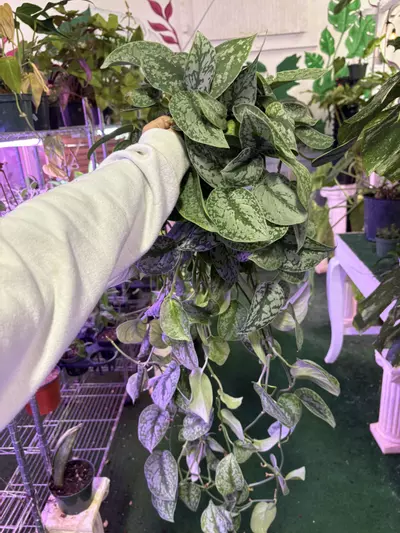 plant/Scindapsus silver lady 6”-0-thumbnail