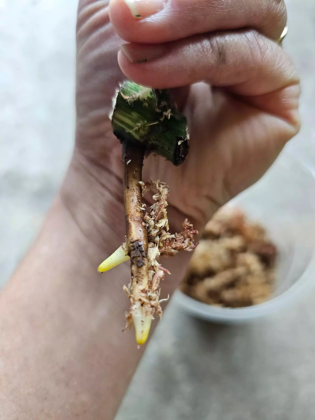 plant/Monstera albo 1 node cutting-1