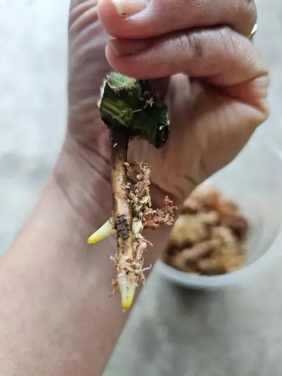 plant/Monstera albo 1 node cutting-1-thumbnail