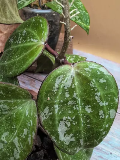 plant/Latifolia 'Snow Queen'-2-thumbnail