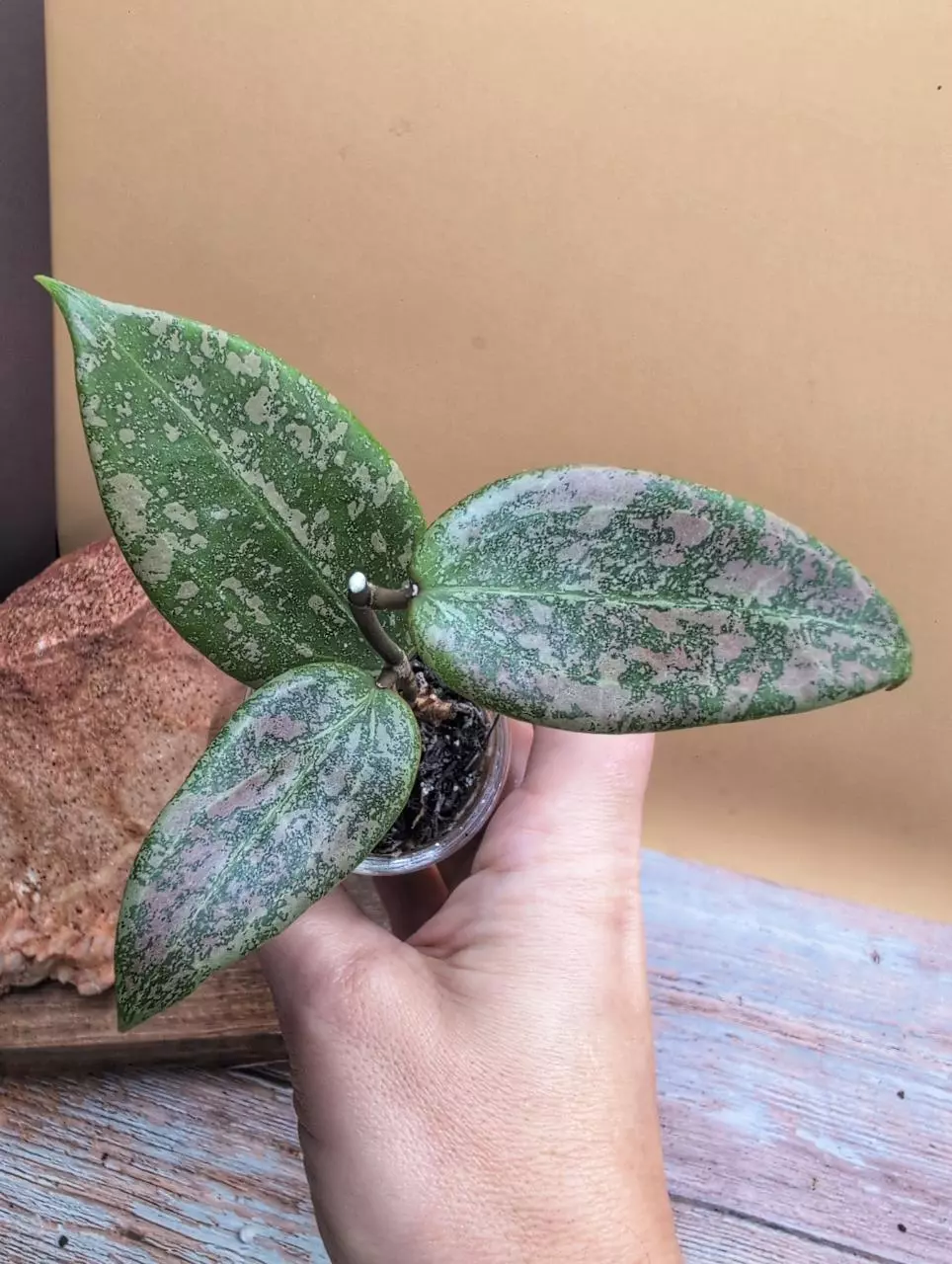 plant/Verticillata 'Pink Crush'-0