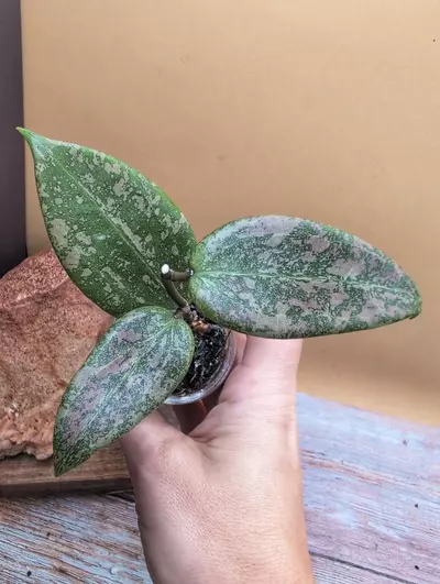 plant/Verticillata 'Pink Crush'-0-thumbnail