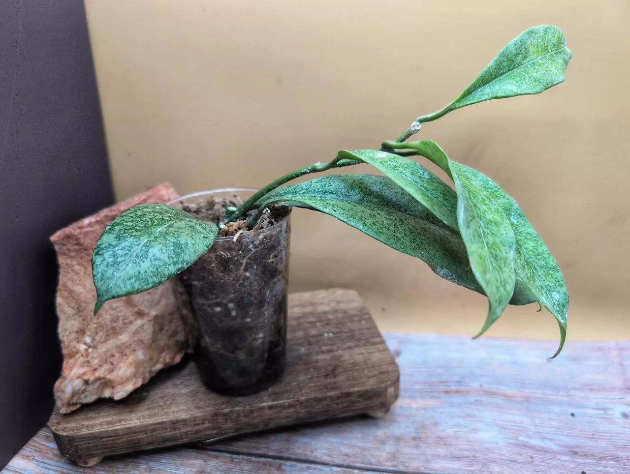 plant/Griffithii 'silver' clone 1-0