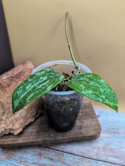 plant/Latifolia 'Snow Queen'-1-thumbnail