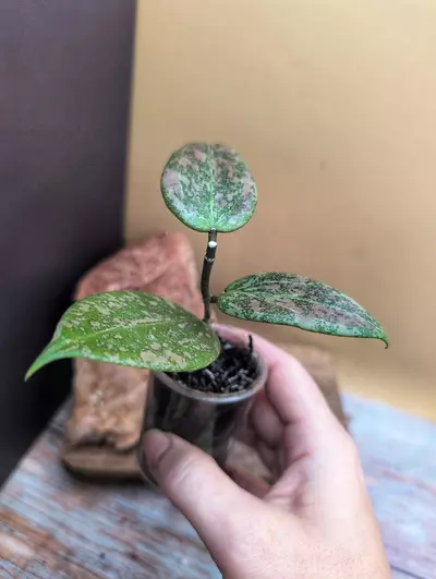 plant/Verticillata 'Pink Crush'-2-thumbnail