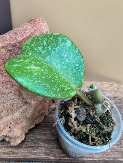 plant/Kerrii 'Mutelu Hearts' mutation-2-thumbnail