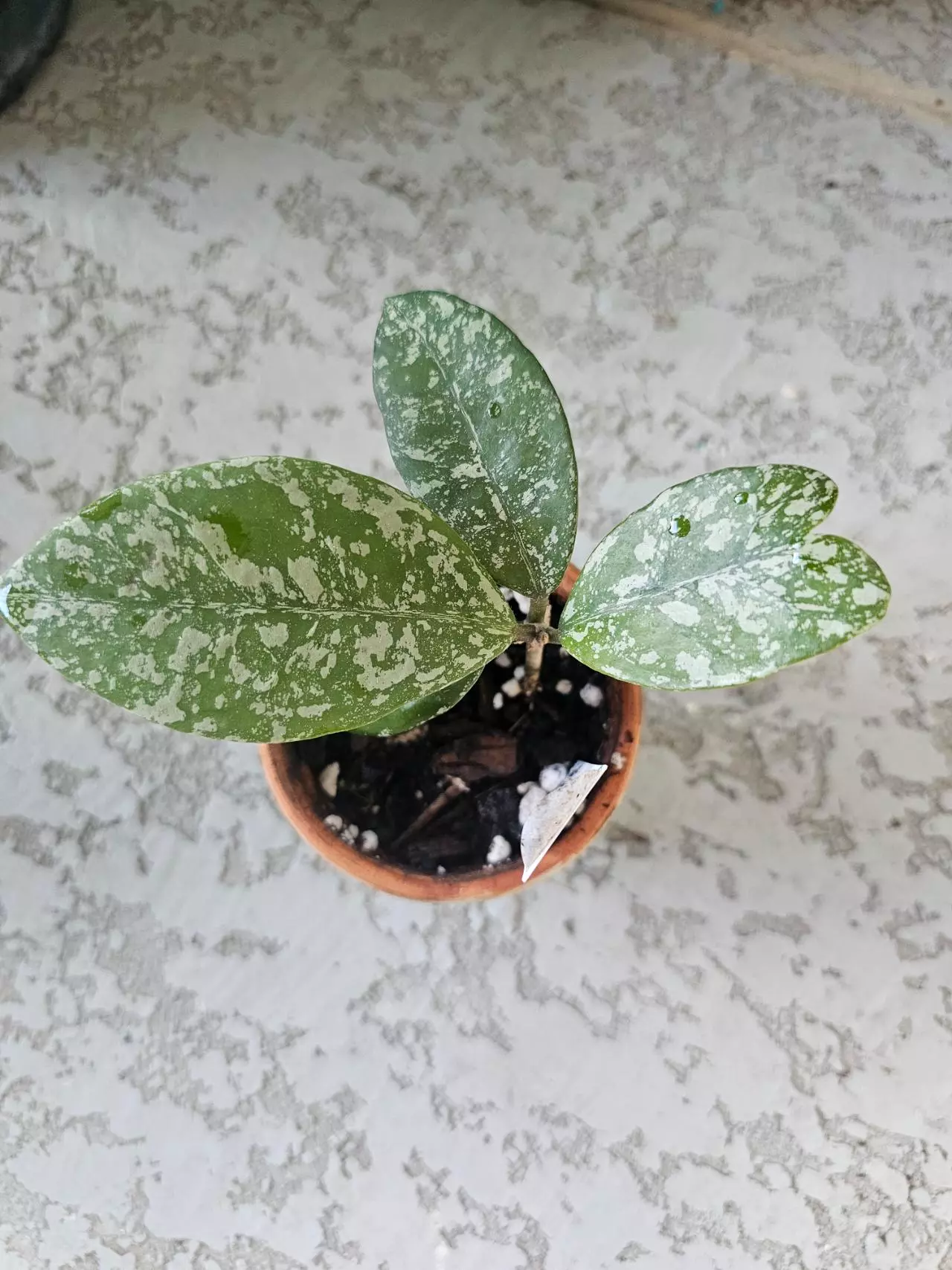 plant/Hoya Freckles-0