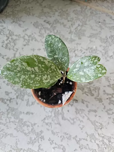 plant/Hoya Freckles-0-thumbnail