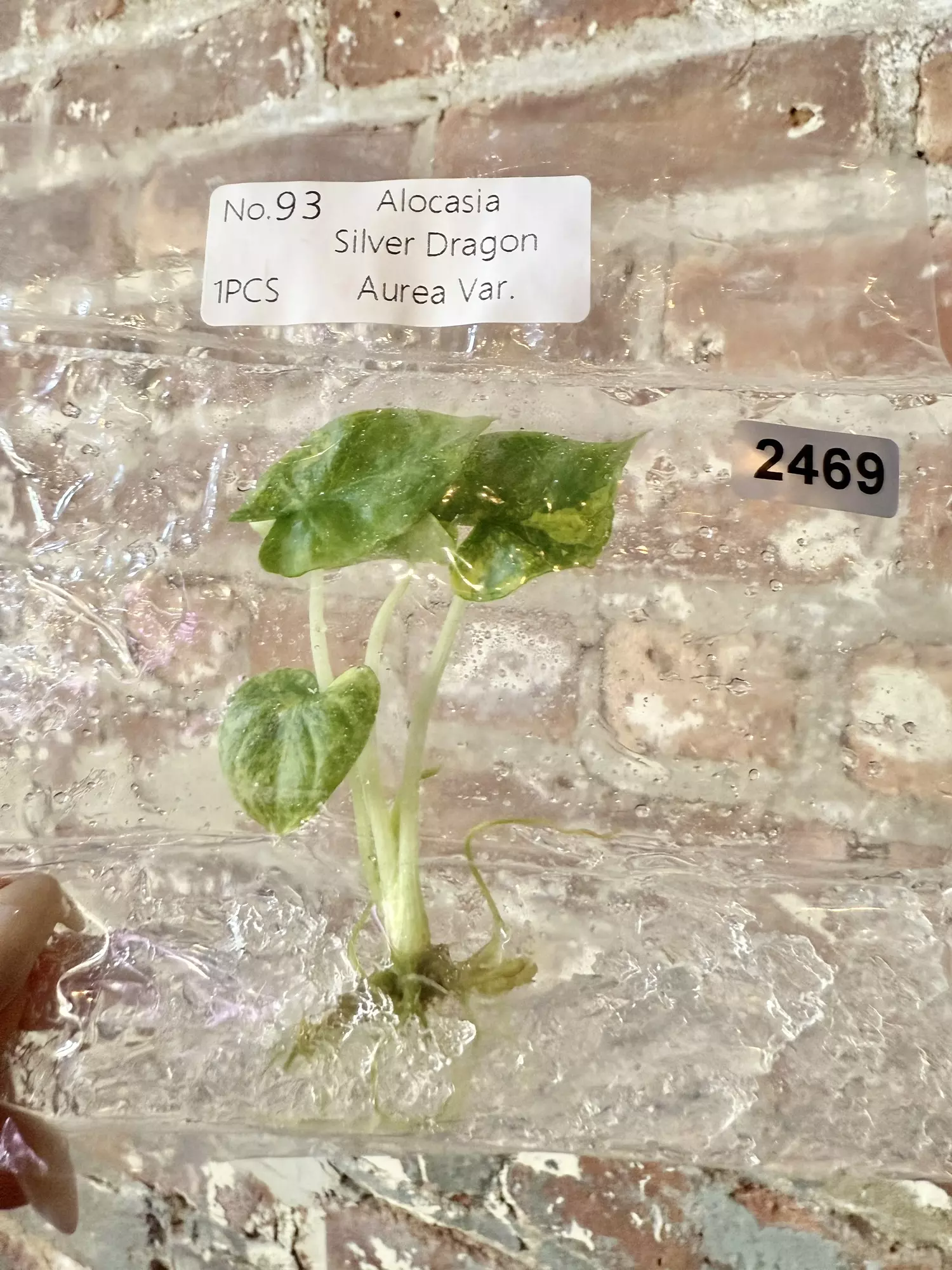 plant/2469 Alocasia Silver Dragon Aurea-0