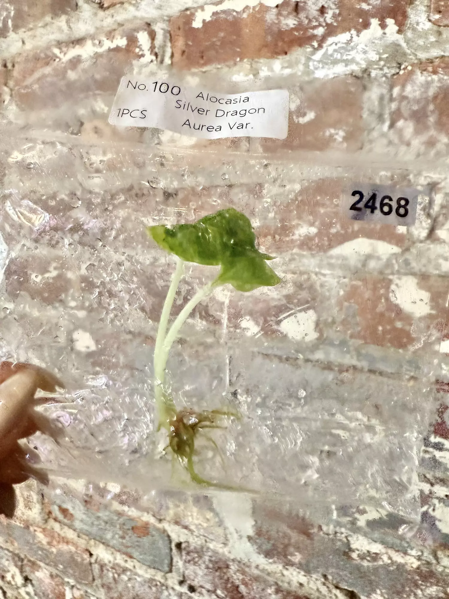 plant/2468 Alocasia Silver Dragon Aurea-0