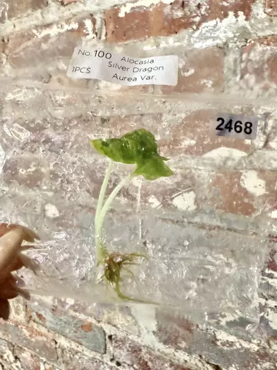 plant/2468 Alocasia Silver Dragon Aurea-0-thumbnail