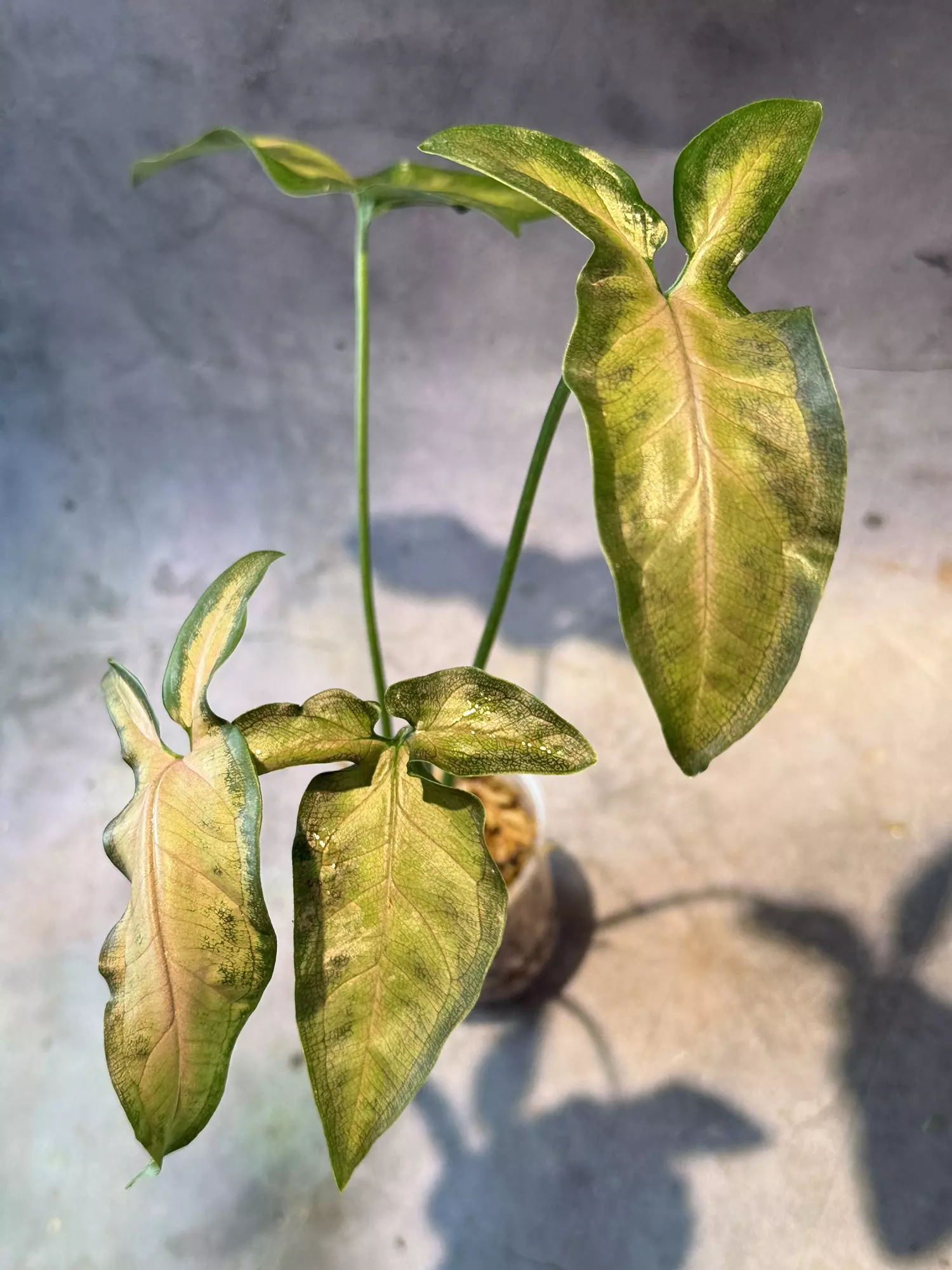 plant/Syngonium black pink-0