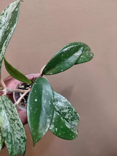 plant/Hoya Publicaylx Super Splash-2-thumbnail