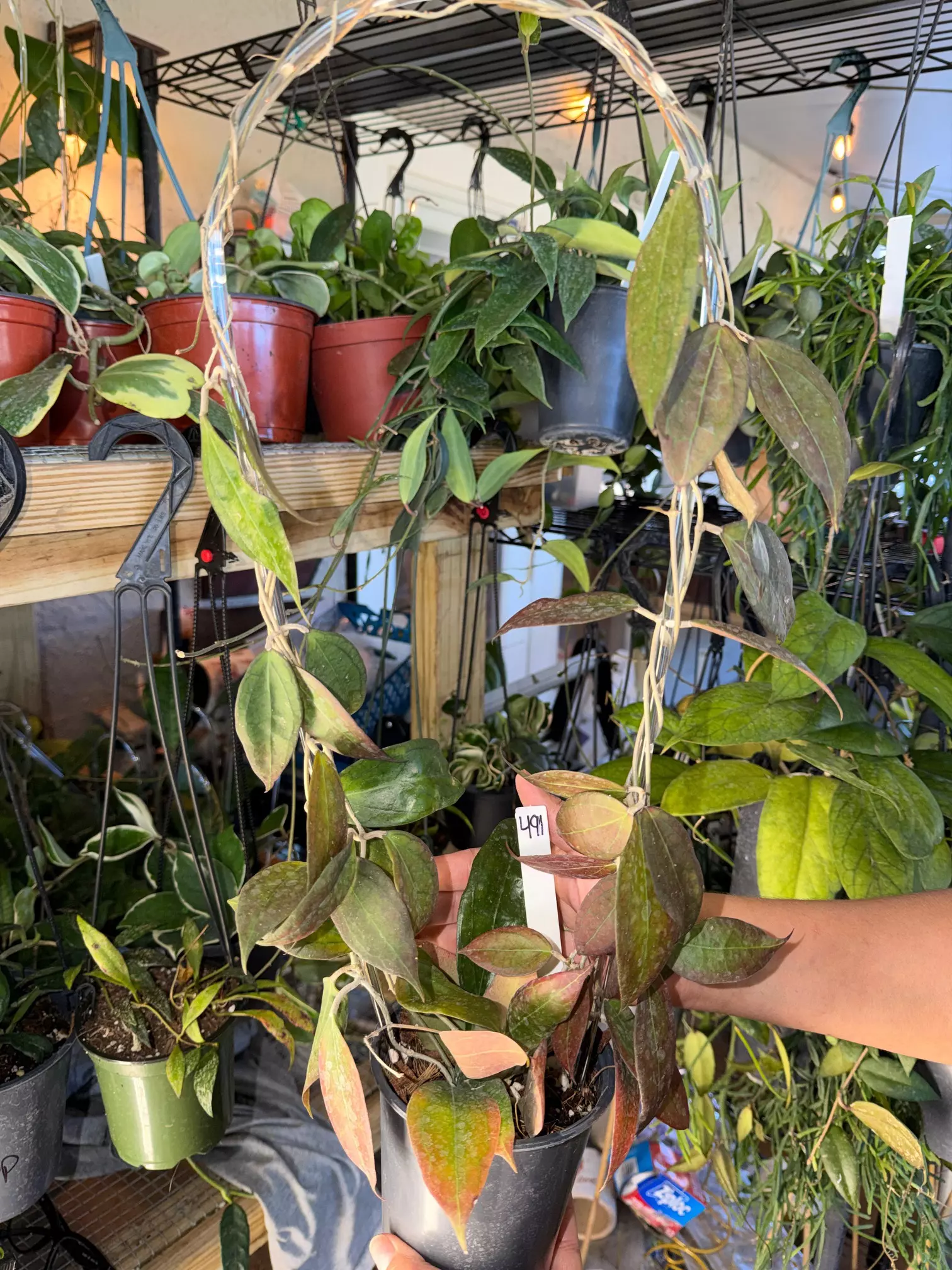 plant/HOYA TEQUILA SUNRISE WITH SUNSTRESS 5" 491-0