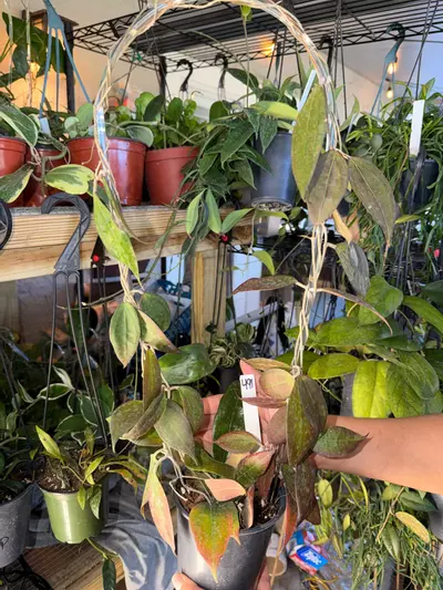 plant/HOYA TEQUILA SUNRISE WITH SUNSTRESS 5" 491-0-thumbnail