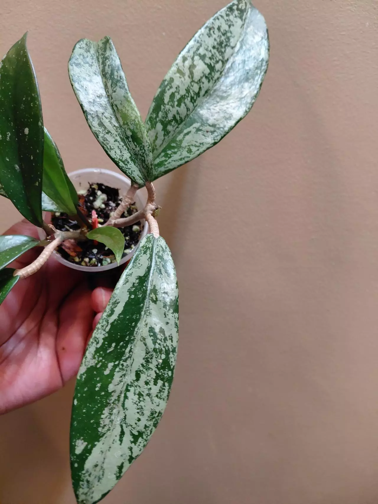 plant/Hoya Publicaylx Super Splash-1