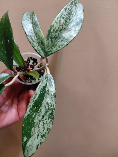 plant/Hoya Publicaylx Super Splash-1-thumbnail