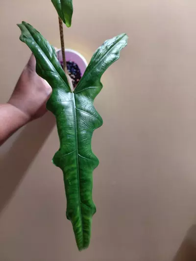 plant/Alocasia Sulawesi Corm (You will receive 1 corm)-1-thumbnail