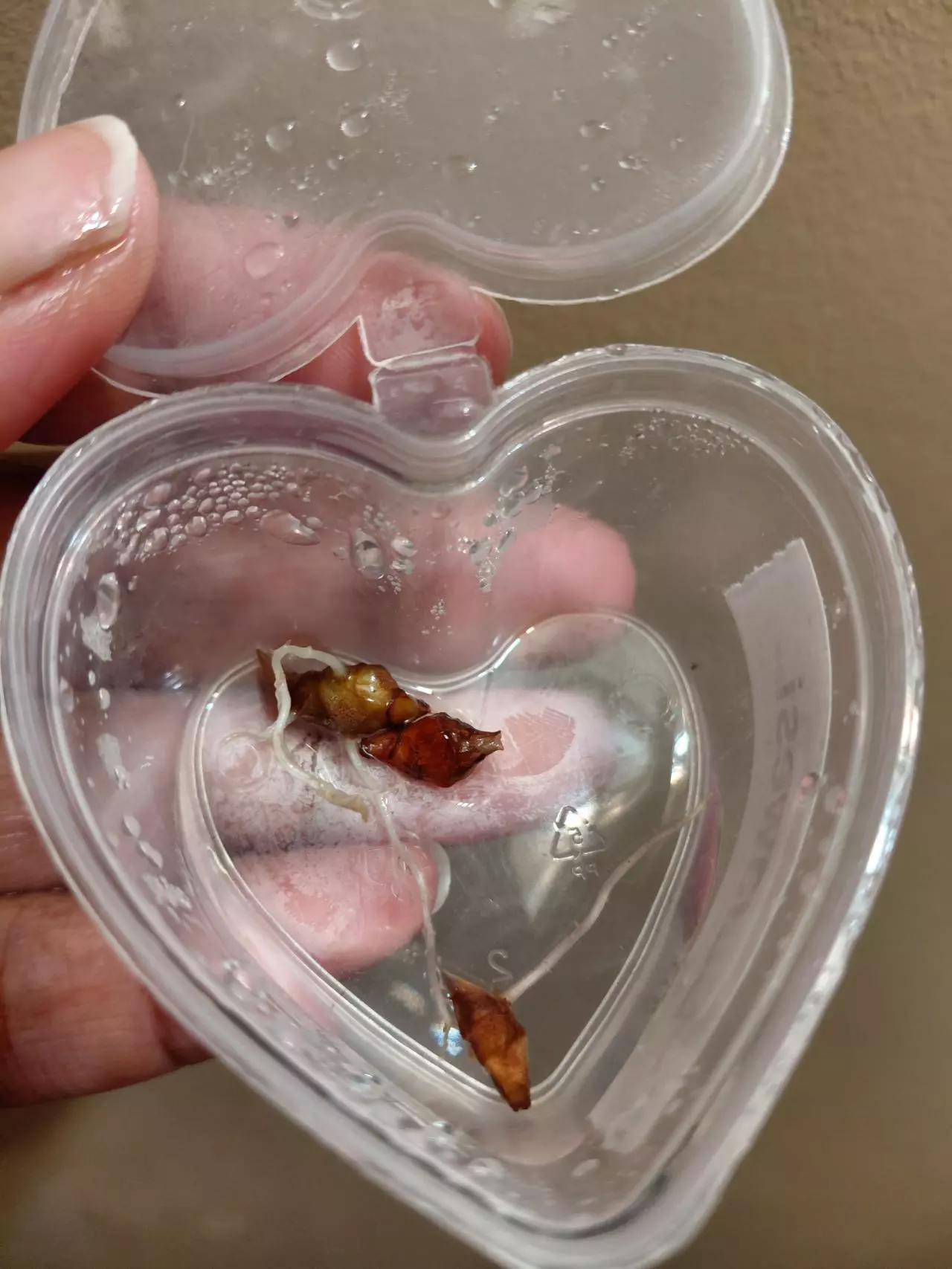 plant/Alocasia Sulawesi Corm (You will receive 1 corm)-0