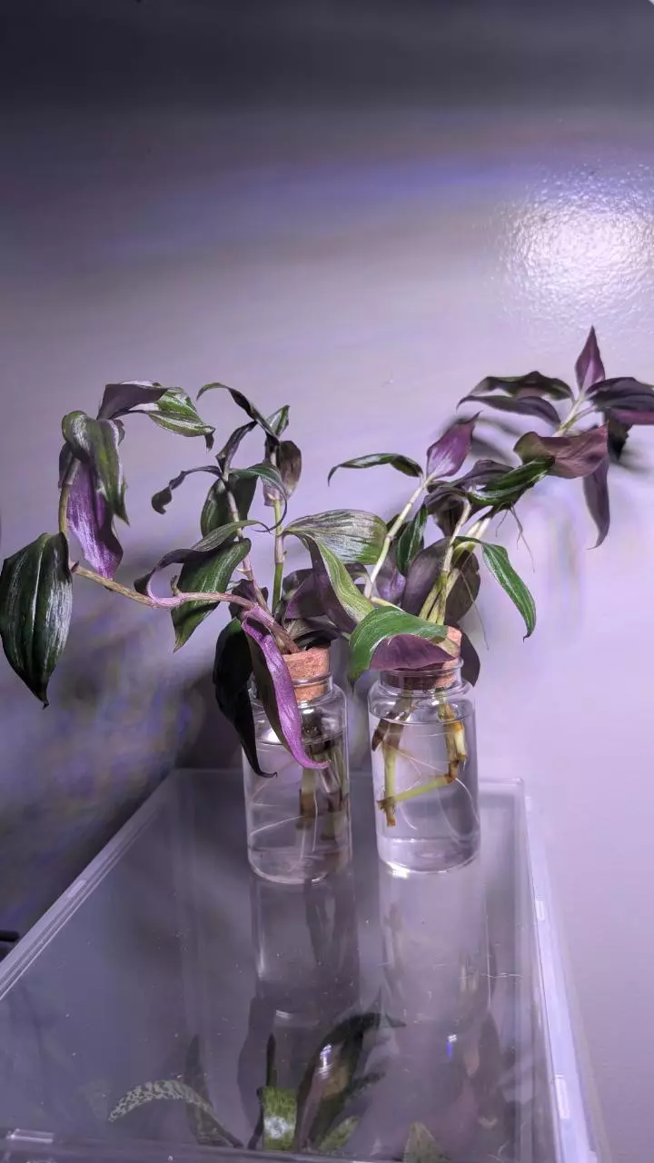 plant/Tradscantia Zebrina-0