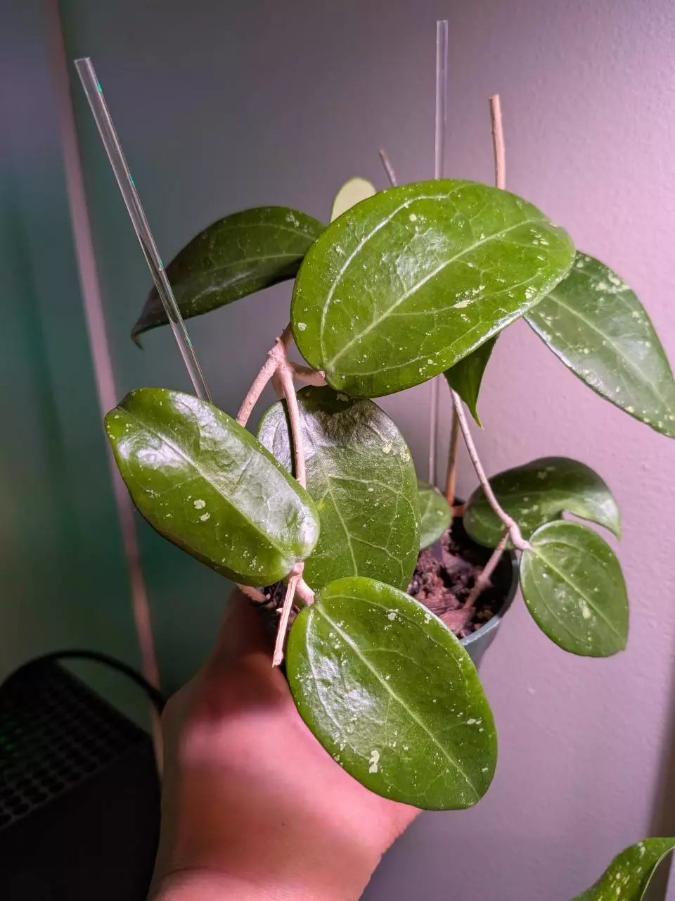 plant/Hoya Verticillata Sp NOID Borneo-1