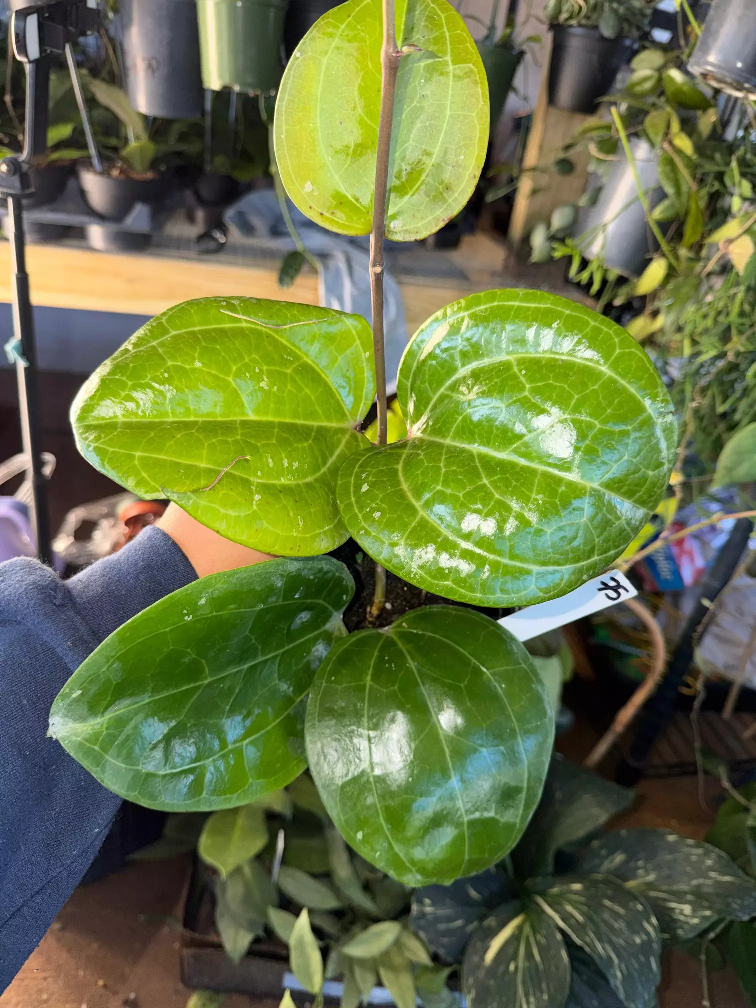 plant/HOYA SARAWAK 6" 75-0