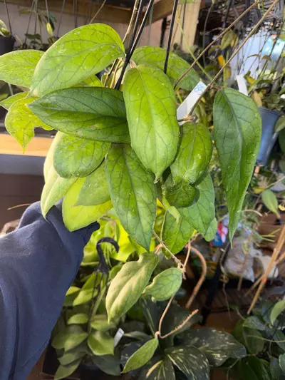 plant/HOYA VITELLINOIDES 5" 85-0-thumbnail