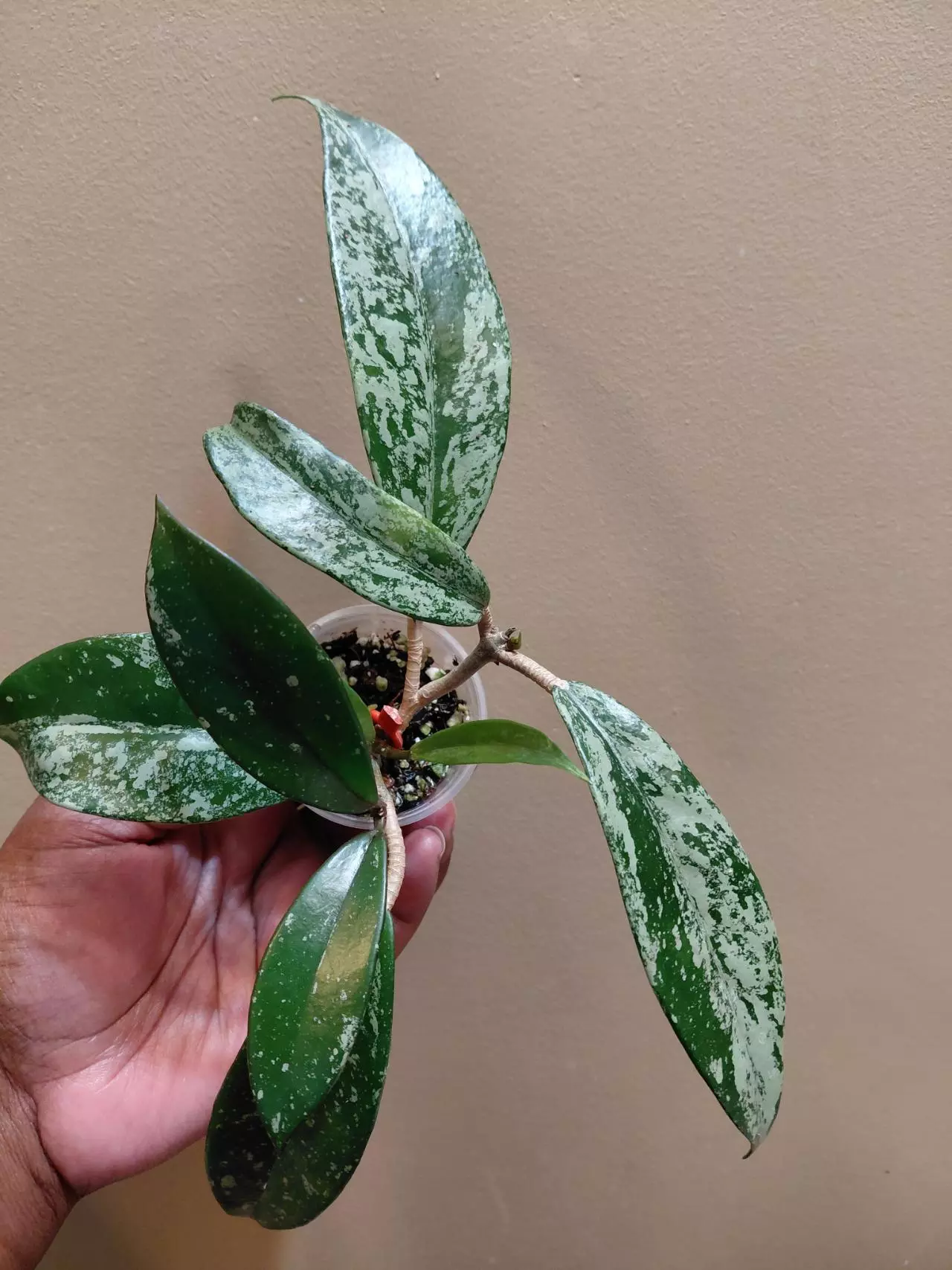 plant/Hoya Publicaylx Super Splash-0