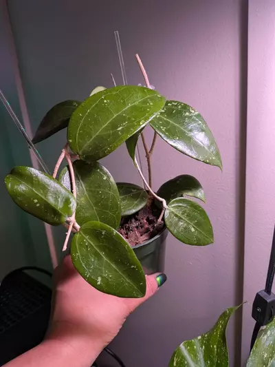 plant/Hoya Verticillata Sp NOID Borneo-0-thumbnail