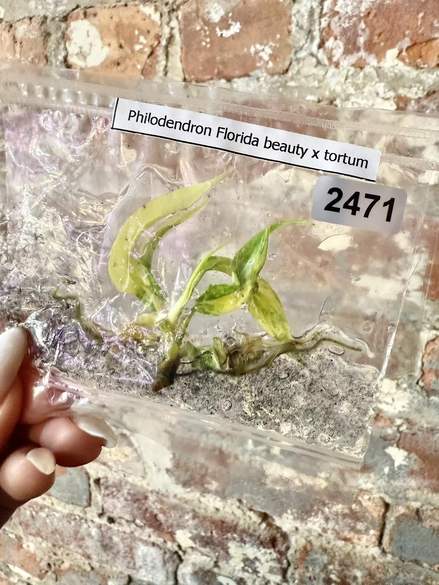 plant/2471 Philodendron Florida Beauty x Tortum with charcoal in agar-0