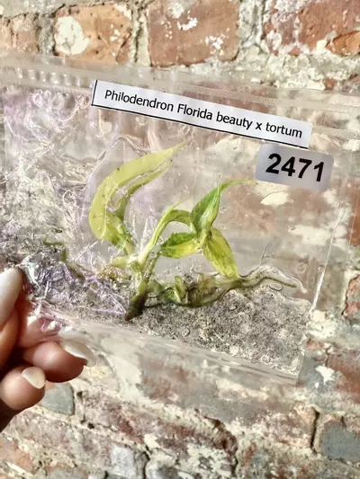plant/2471 Philodendron Florida Beauty x Tortum with charcoal in agar-0-thumbnail