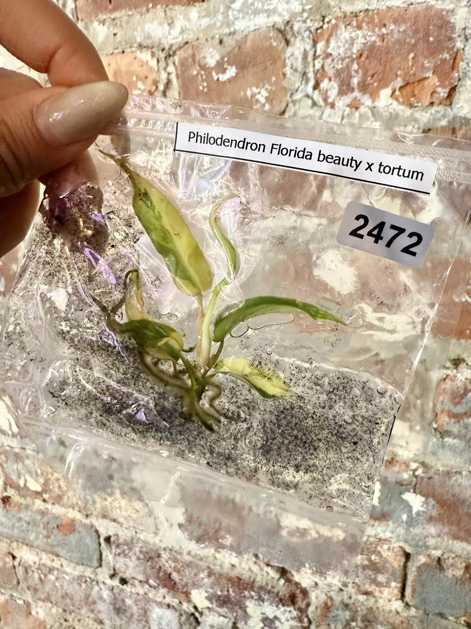 plant/2472 Philodendron Florida Beauty x Tortum with charcoal in agar-0