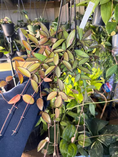 plant/HOYA ROSITA WITH SUNSTRESS 5" 105-0-thumbnail