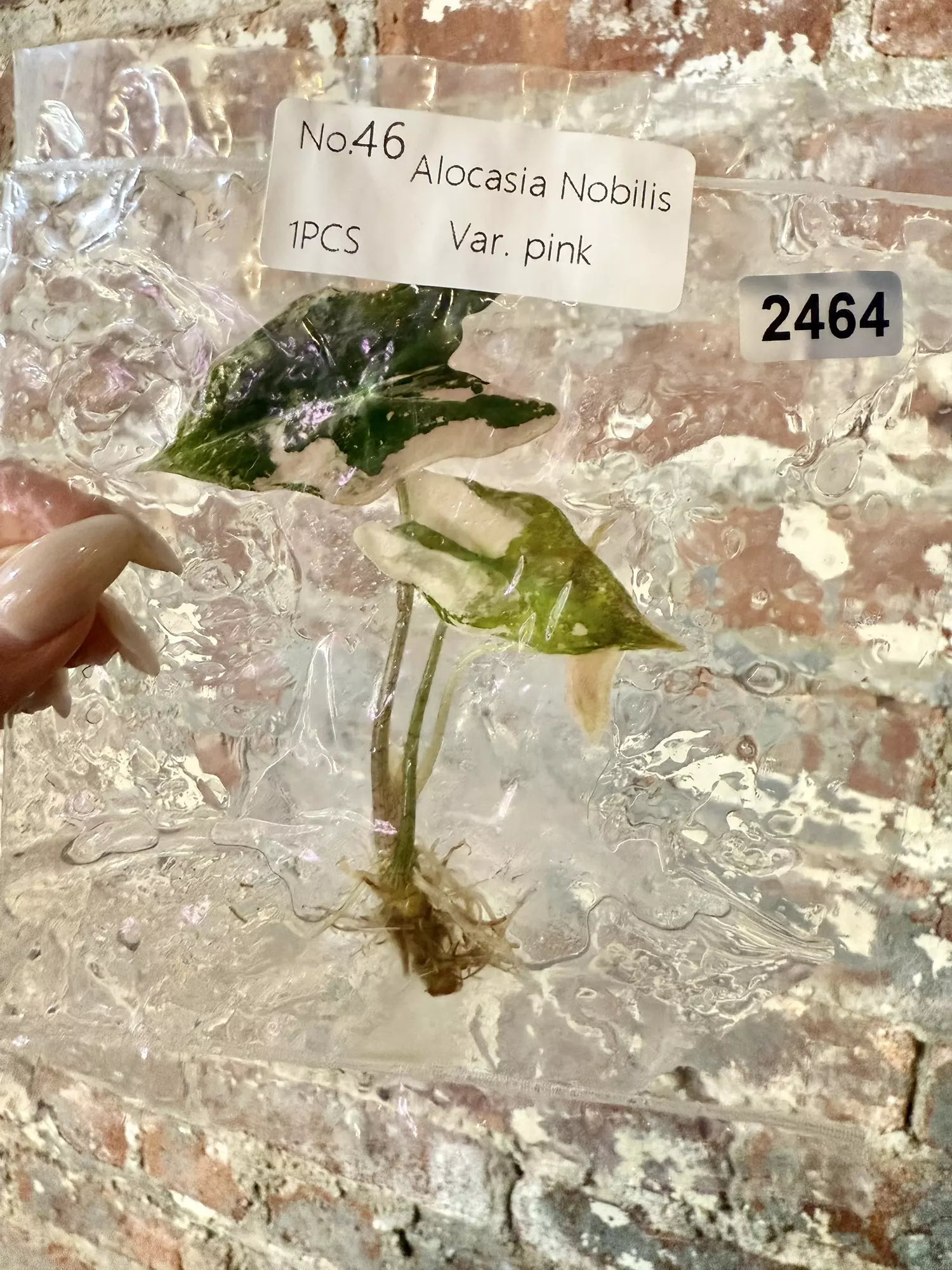 plant/2464 Alocasia Nobilis Pink-0