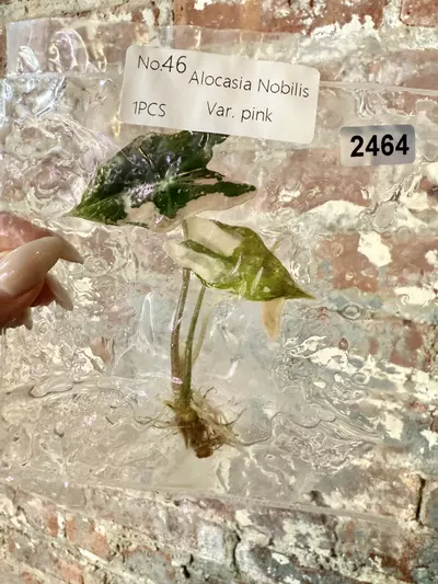 plant/2464 Alocasia Nobilis Pink-0-thumbnail