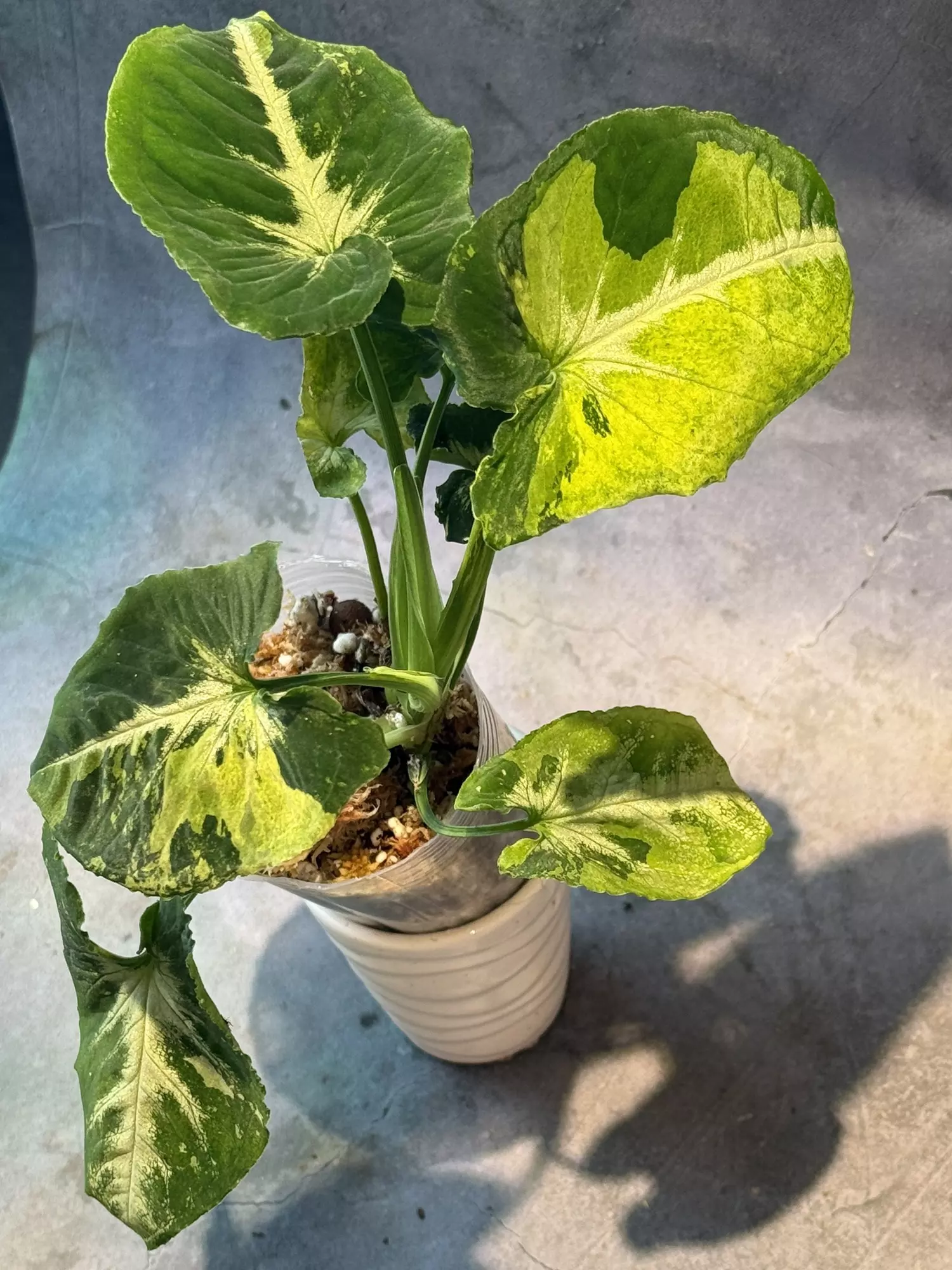 plant/Syngonium scrambled eggs-0