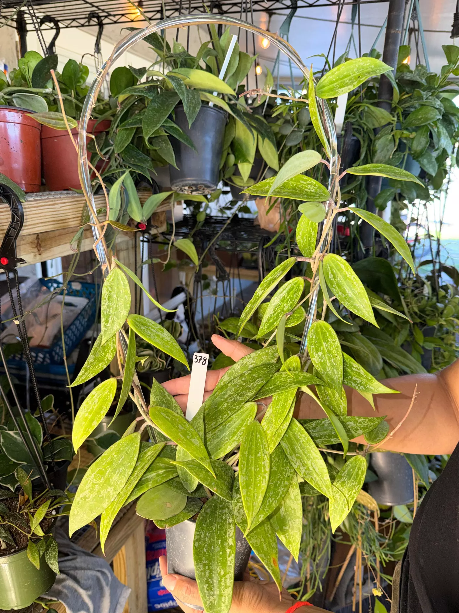 plant/HOYA RANGSAN 5" 378P-0